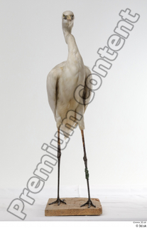 Stork  2 whole body 0003.jpg